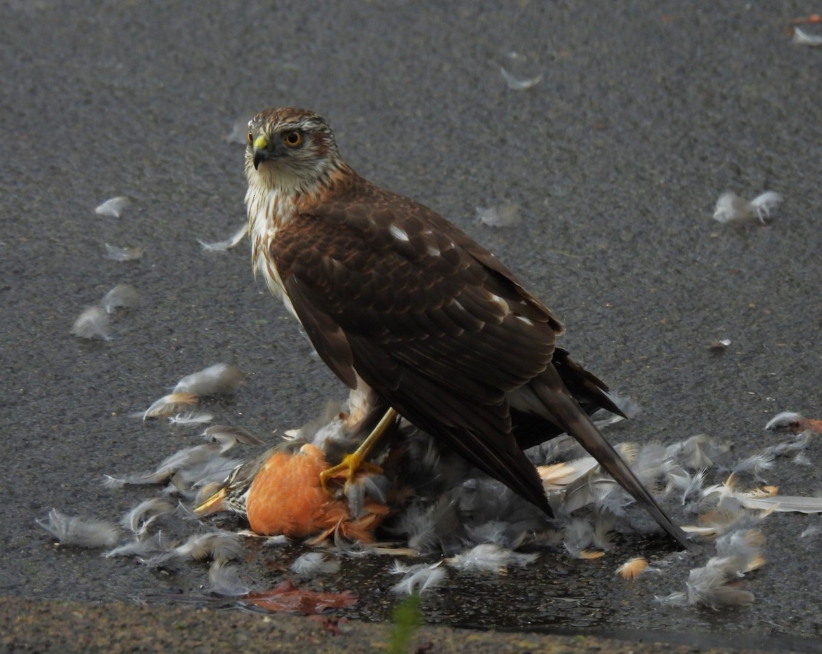 Cooper's Hawk - ML646607412