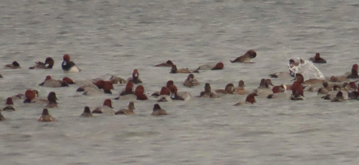 Amerika Elmabaşı - ML646607413