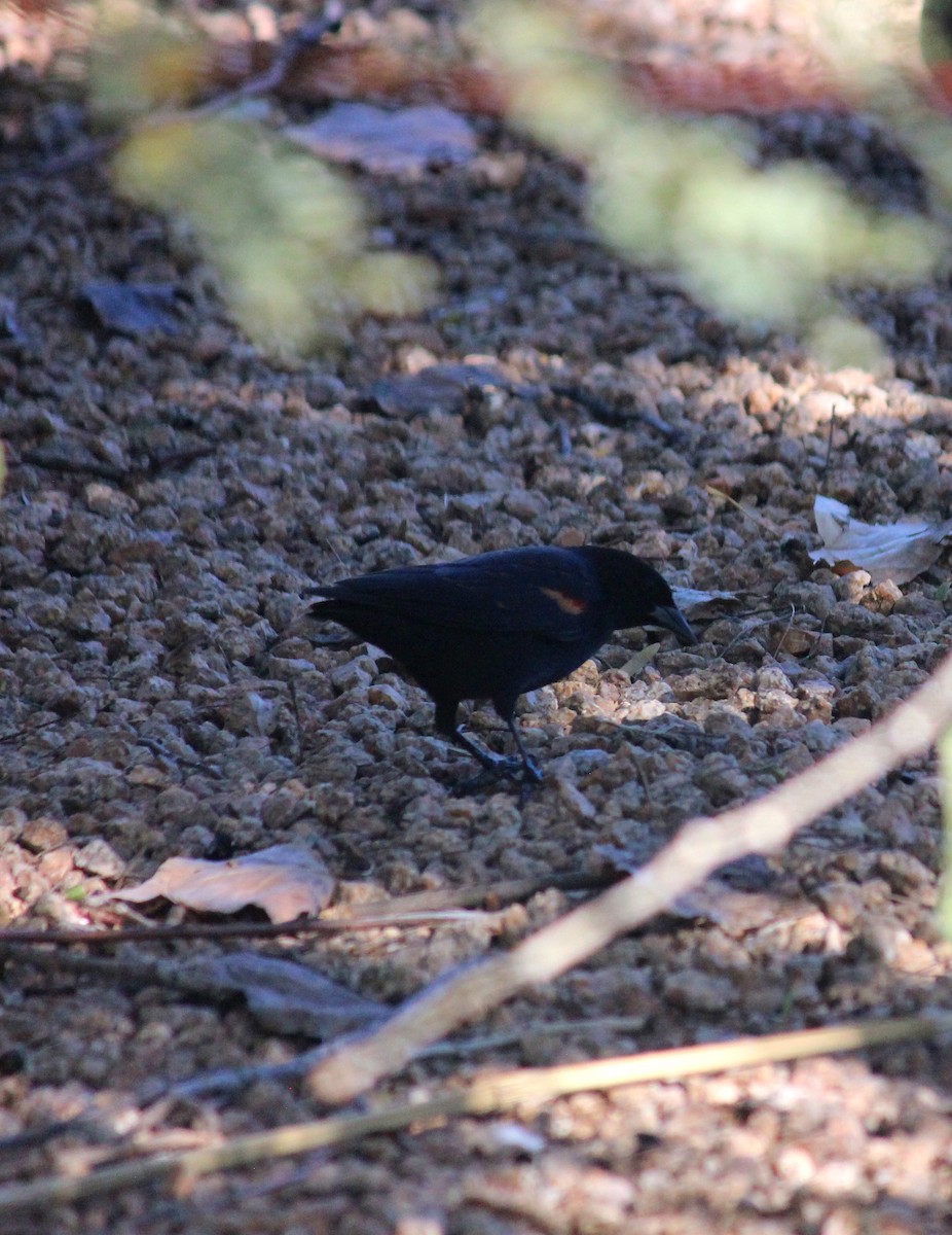 Carouge à épaulettes - ML646607414