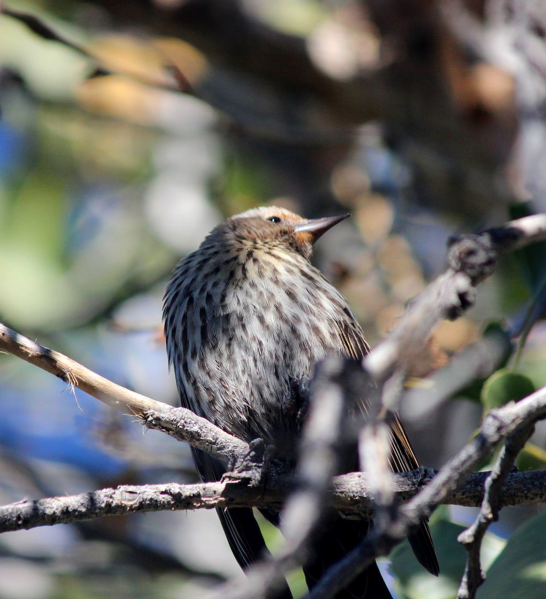 Carouge à épaulettes - ML646607415