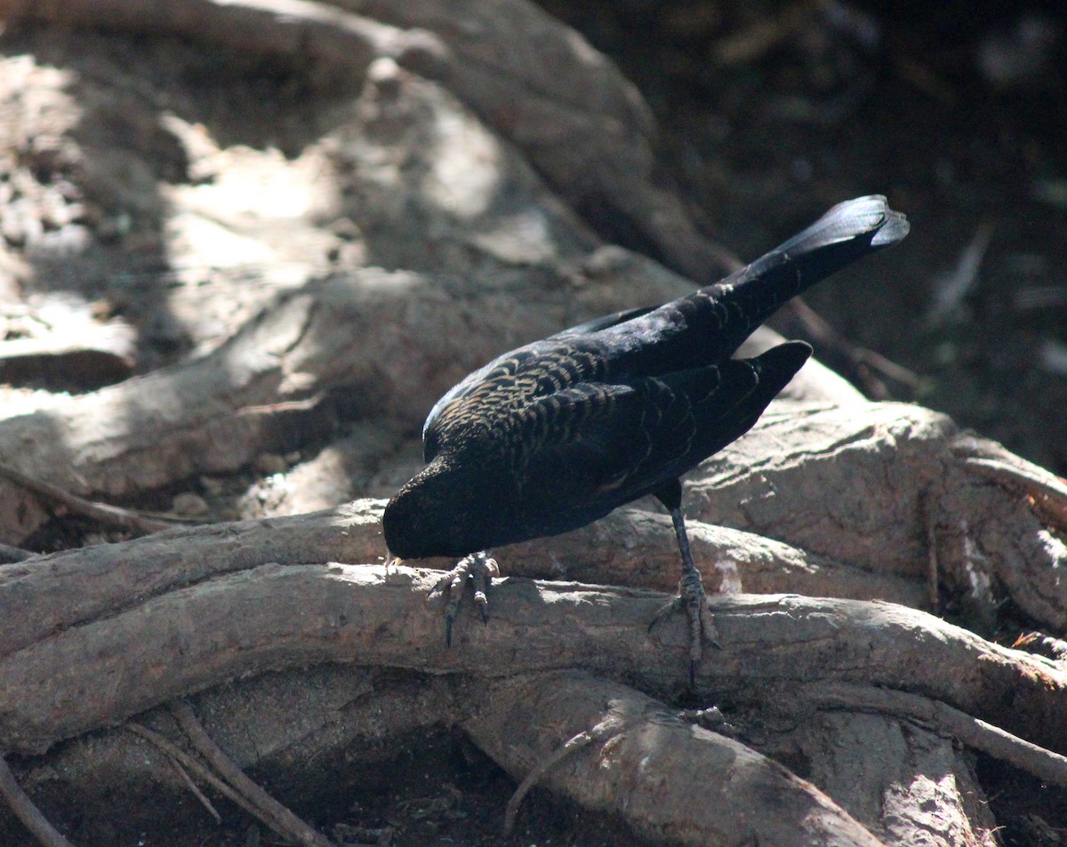 Carouge à épaulettes - ML646607416