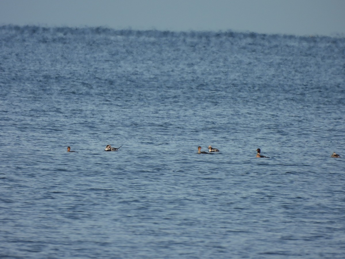 Long-tailed Duck - ML646607418