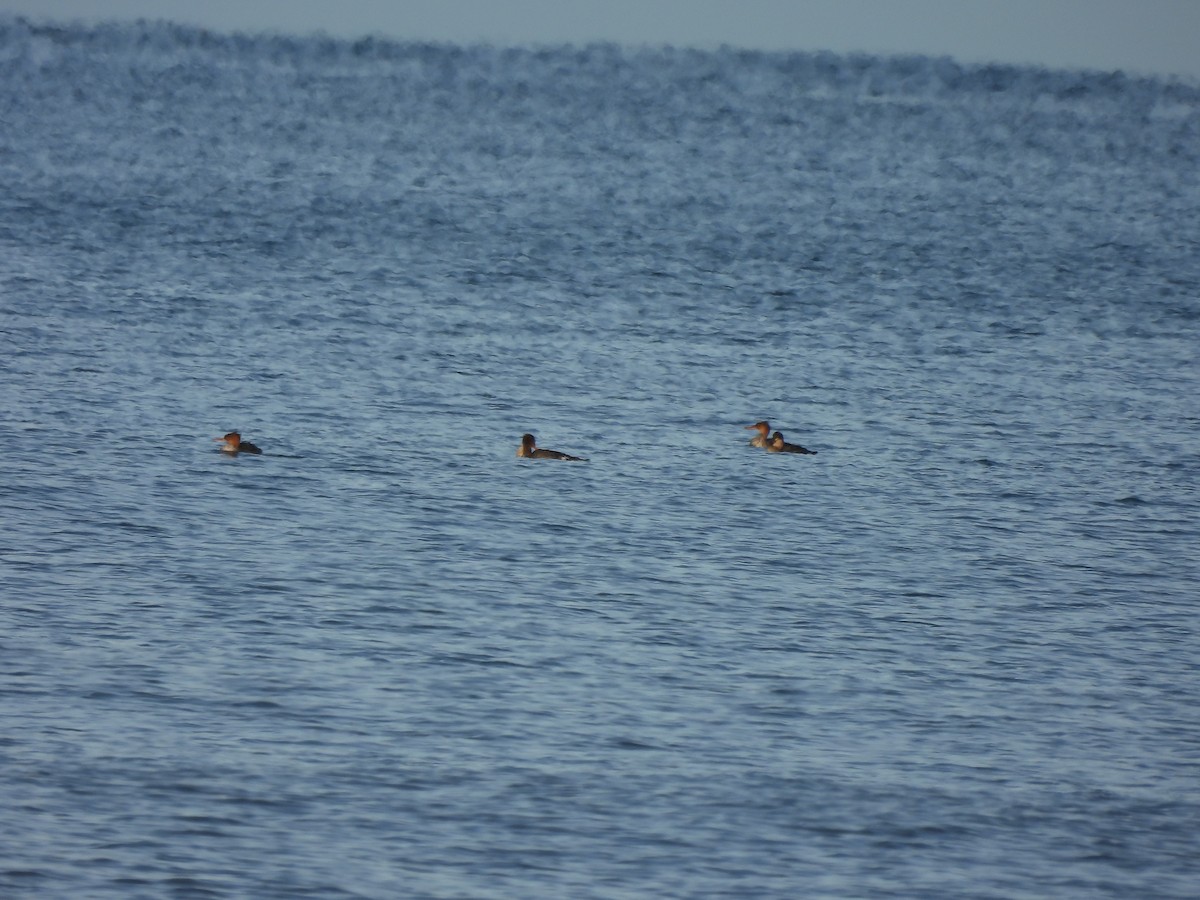 Red-breasted Merganser - ML646607419