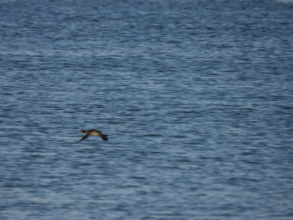Red-breasted Merganser - ML646607420