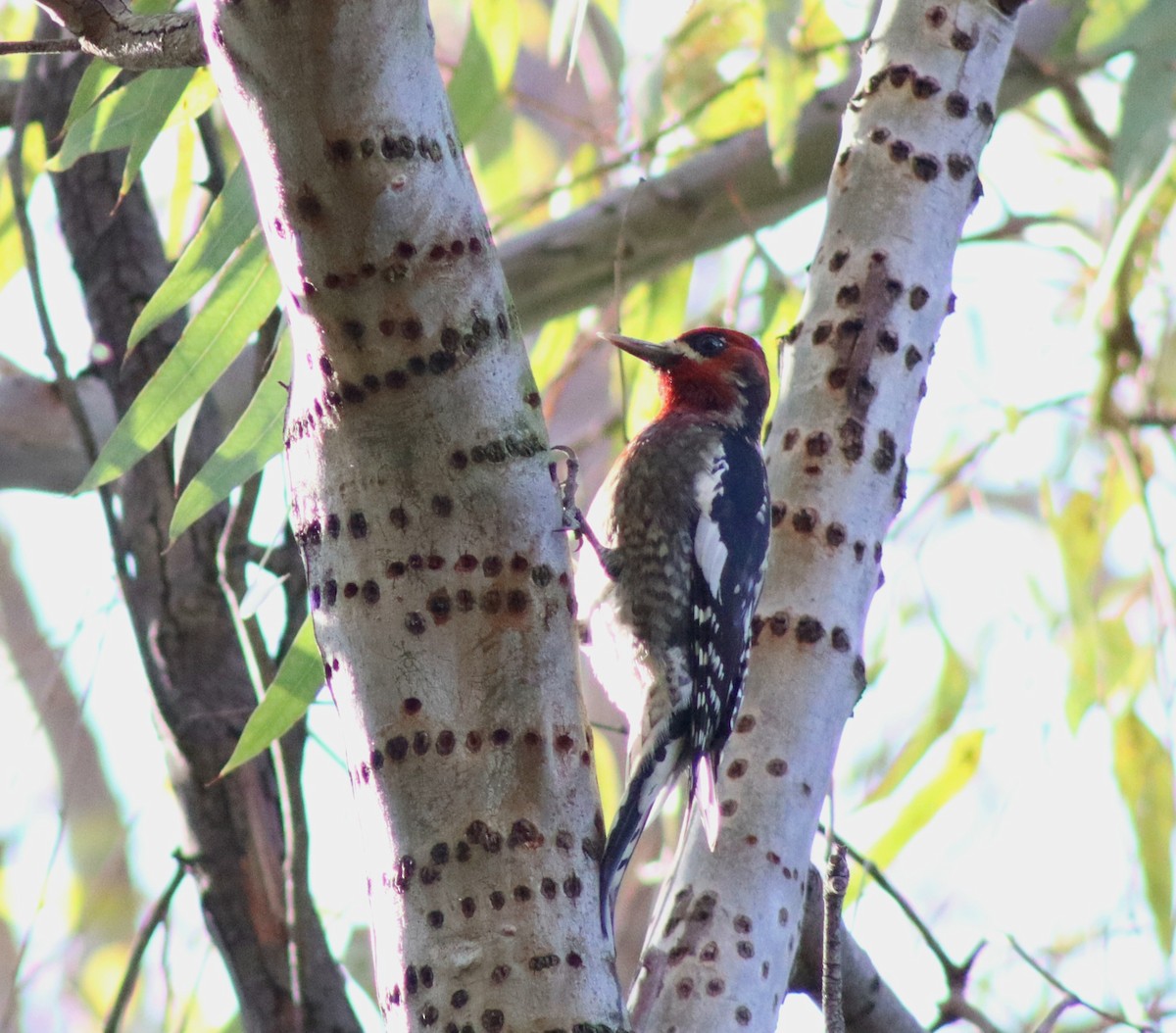 Red-breasted Sapsucker - ML646607421
