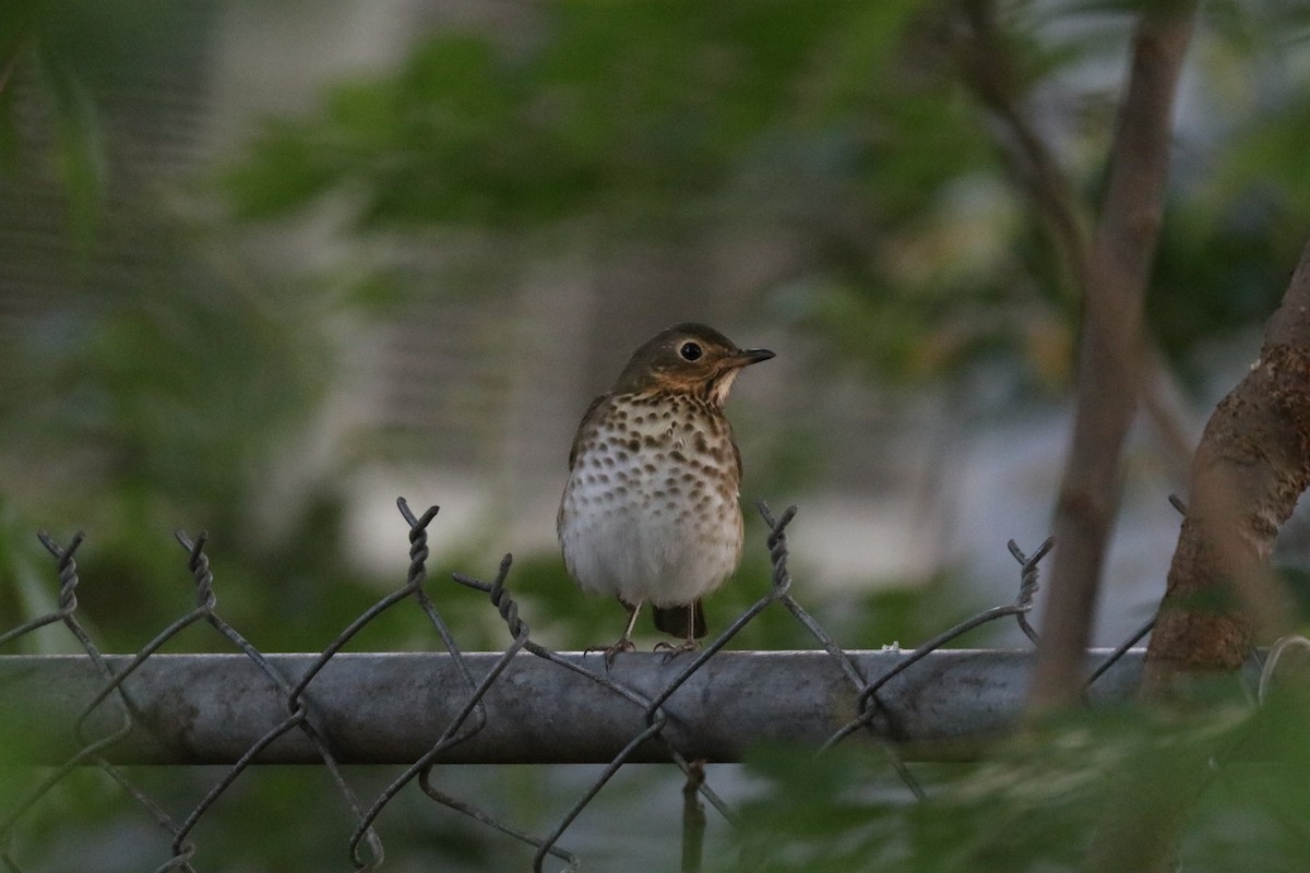 Swainson's Thrush - ML646607422