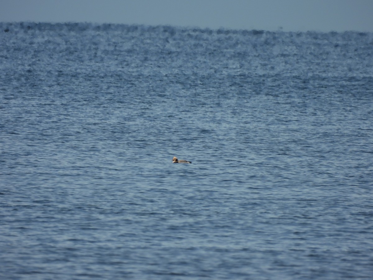 Long-tailed Duck - ML646607426