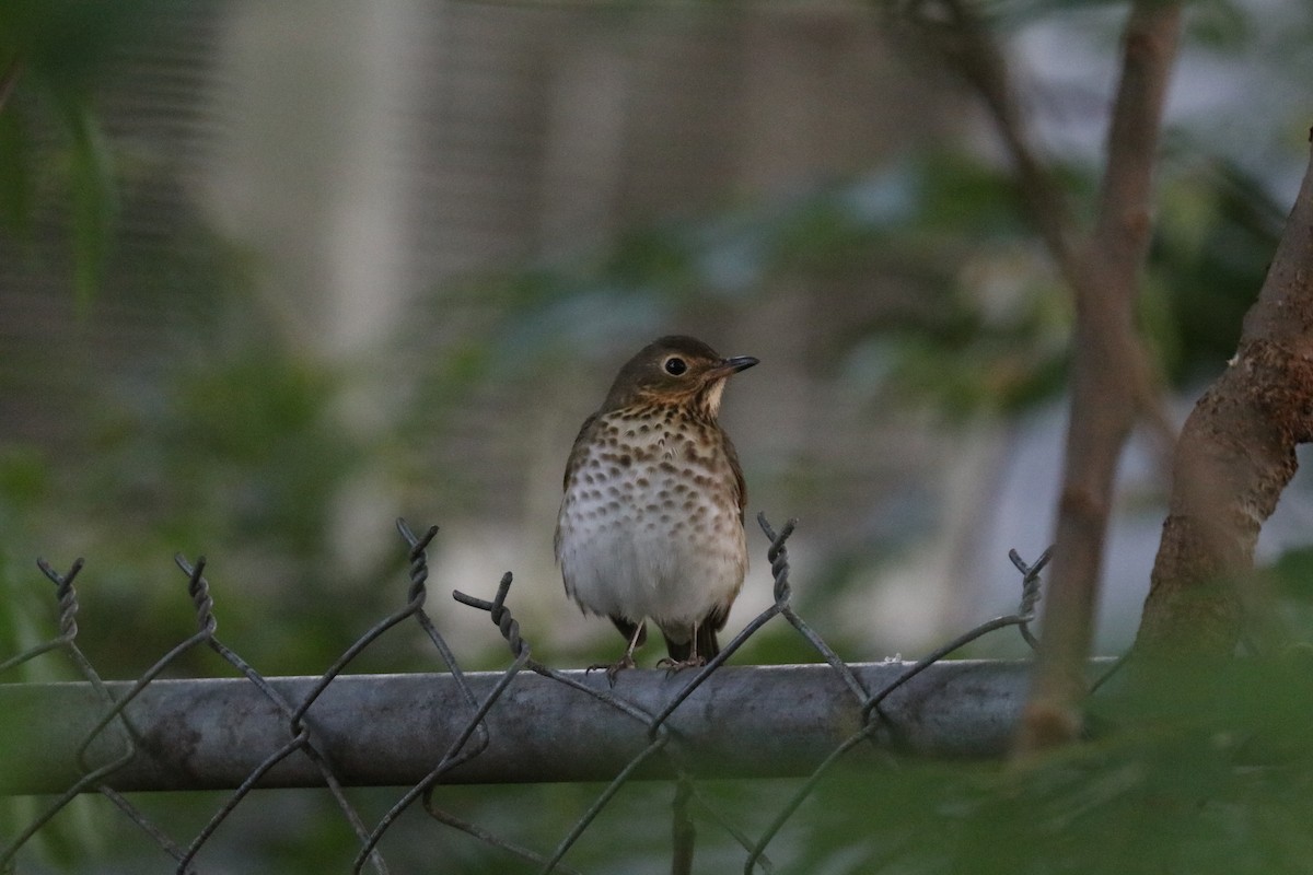 Swainson's Thrush - ML646607428