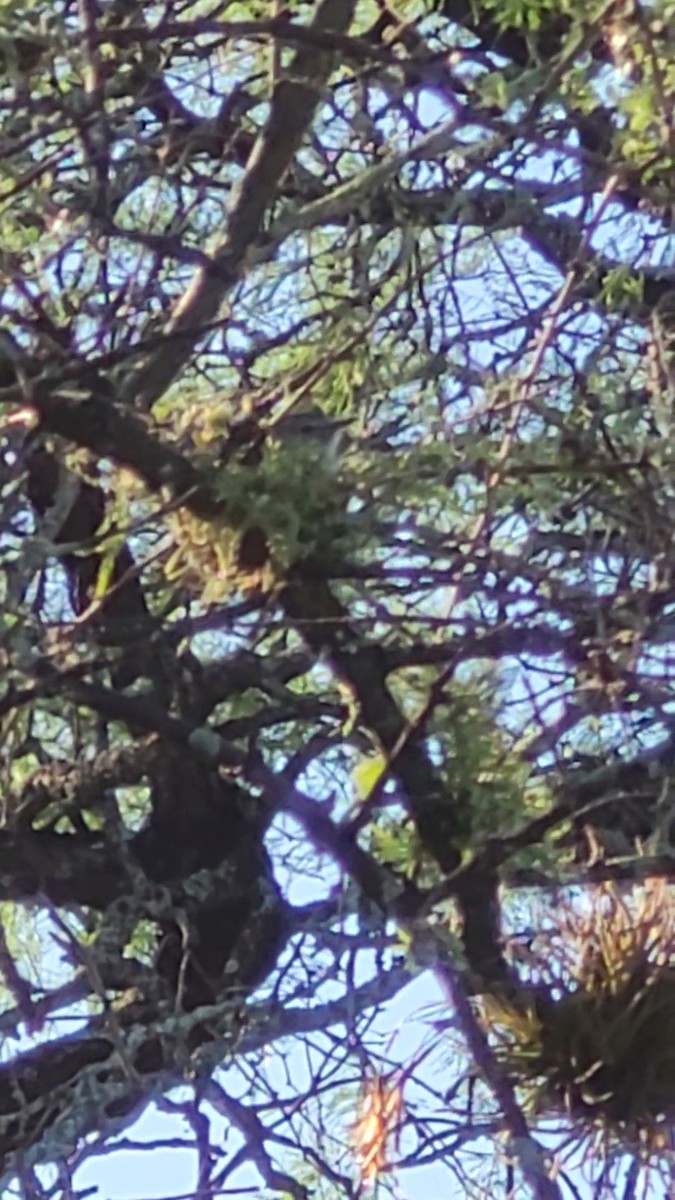 Plain Tyrannulet - ML646607430