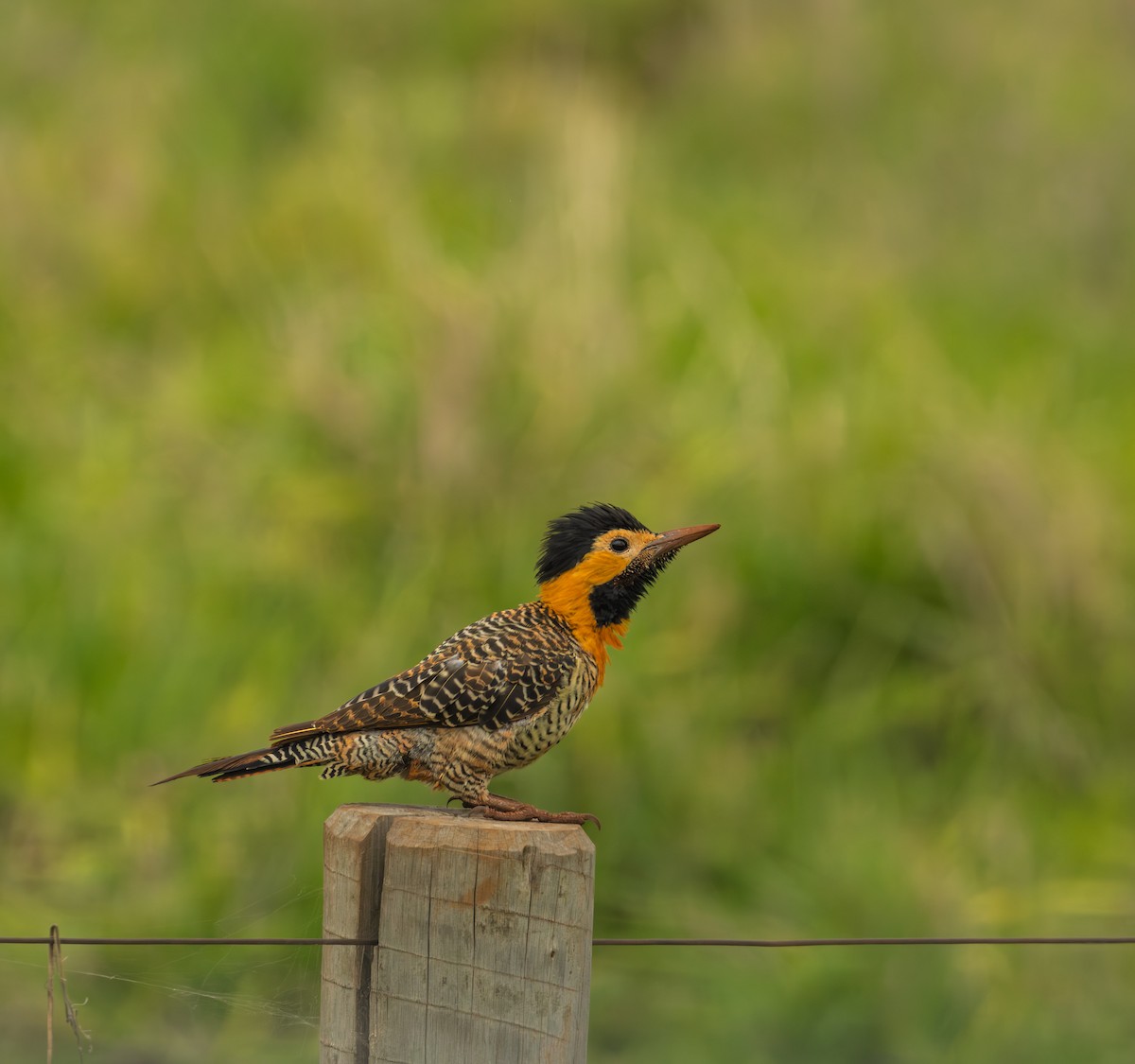 Kır Ağaçkakanı - ML646607431