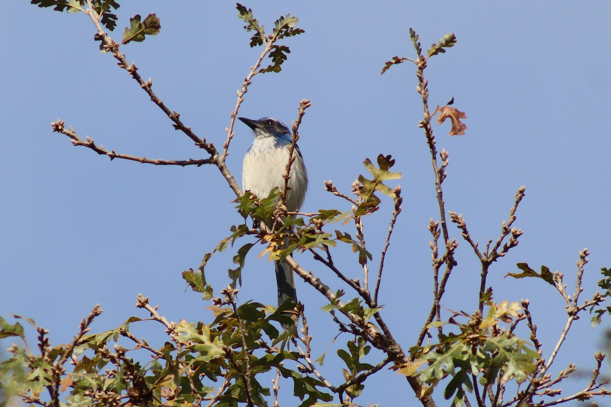 California Scrub-Jay - ML646607435