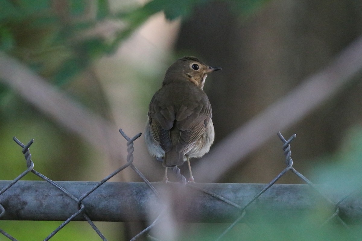 Swainson's Thrush - ML646607436