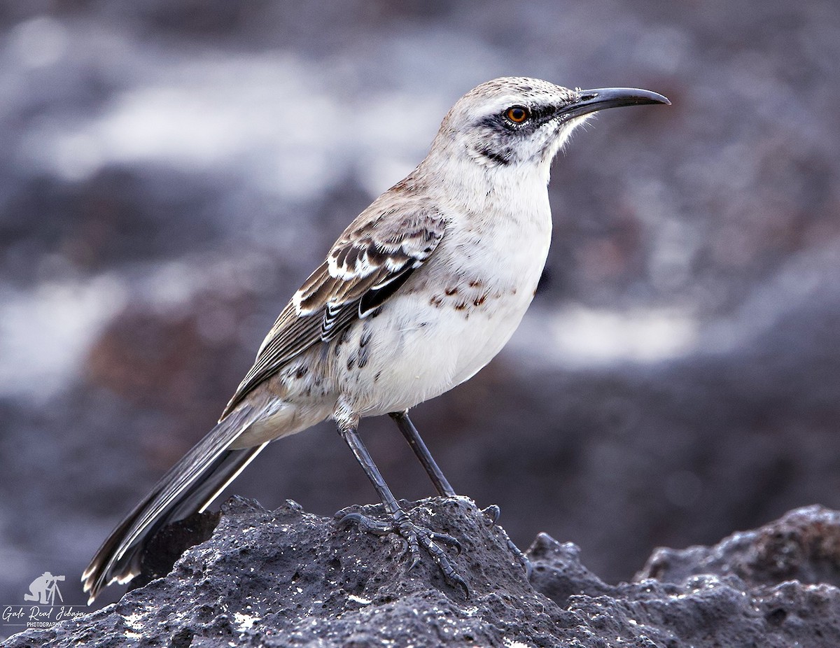 drozdec velkozobý - ML646607439