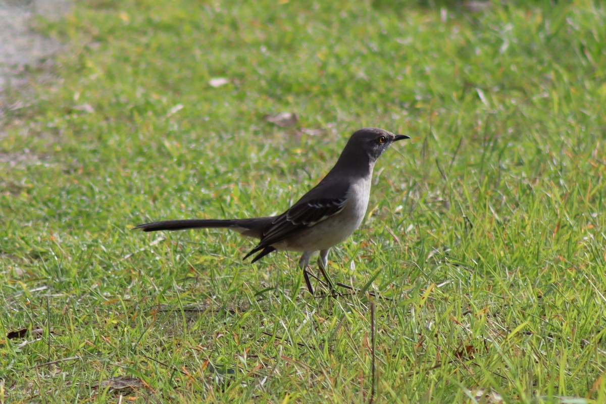 Northern Mockingbird - ML646607440