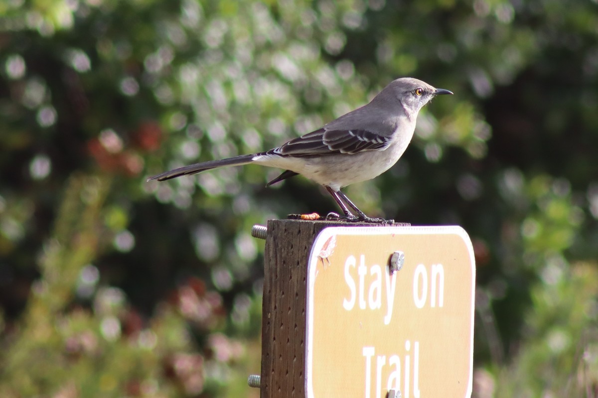 Northern Mockingbird - ML646607441