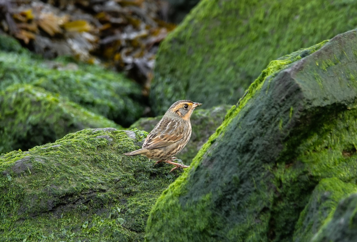 Saltmarsh Sparrow - ML646607442