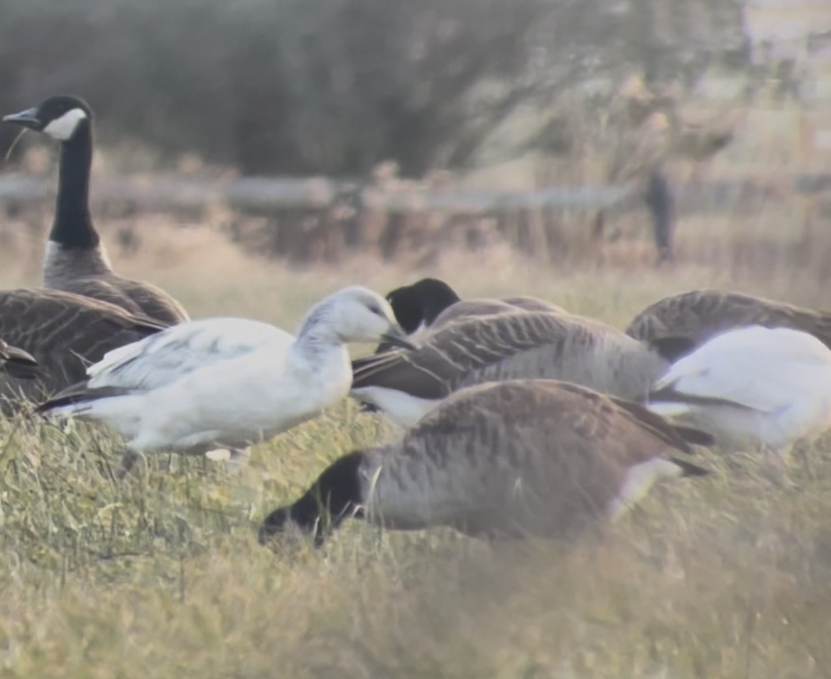 Snow Goose - ML646607443