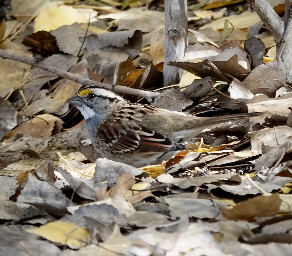 White-throated Sparrow - ML646607444