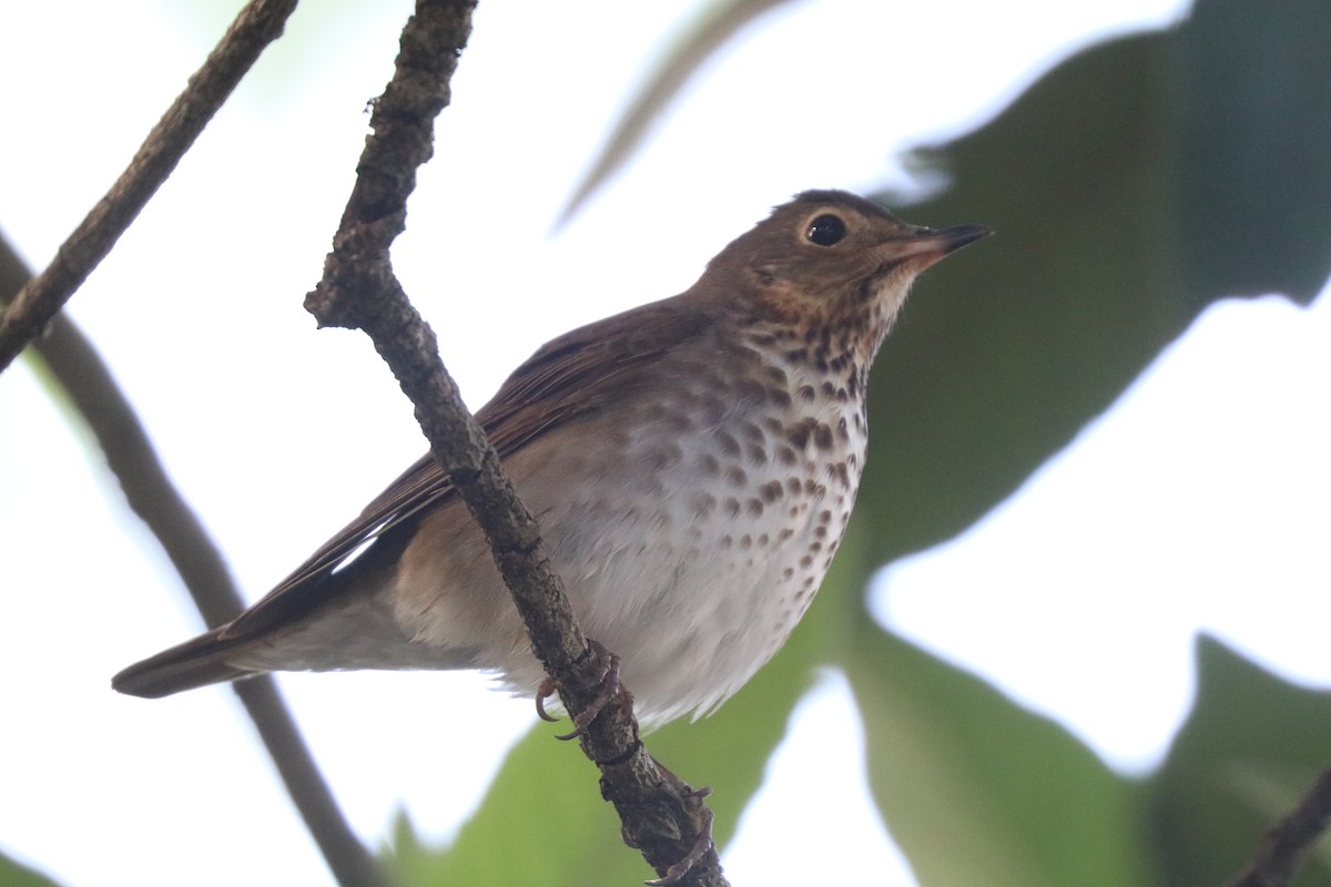 Swainson's Thrush - ML646607449