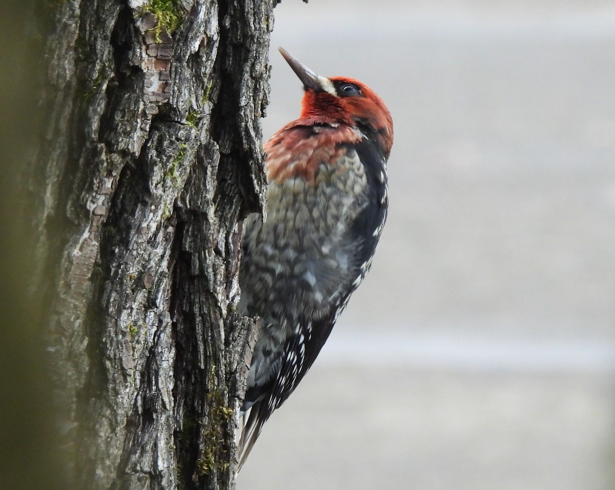 Red-breasted Sapsucker - ML646607450
