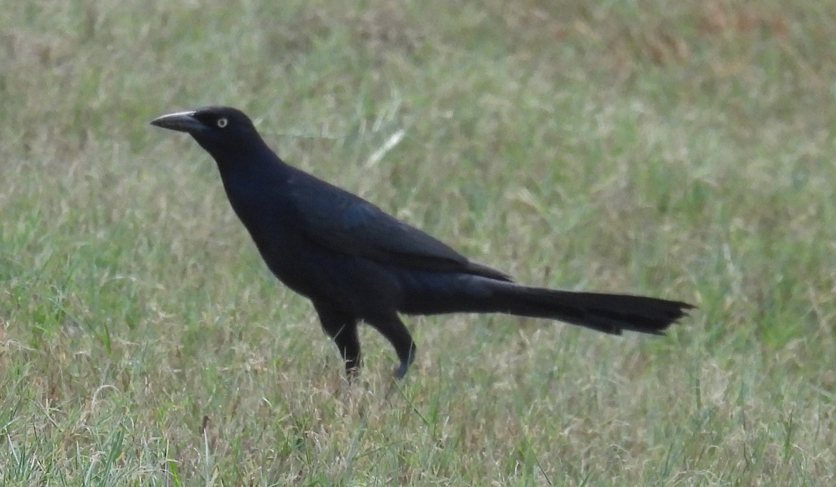Great-tailed Grackle - ML646607451