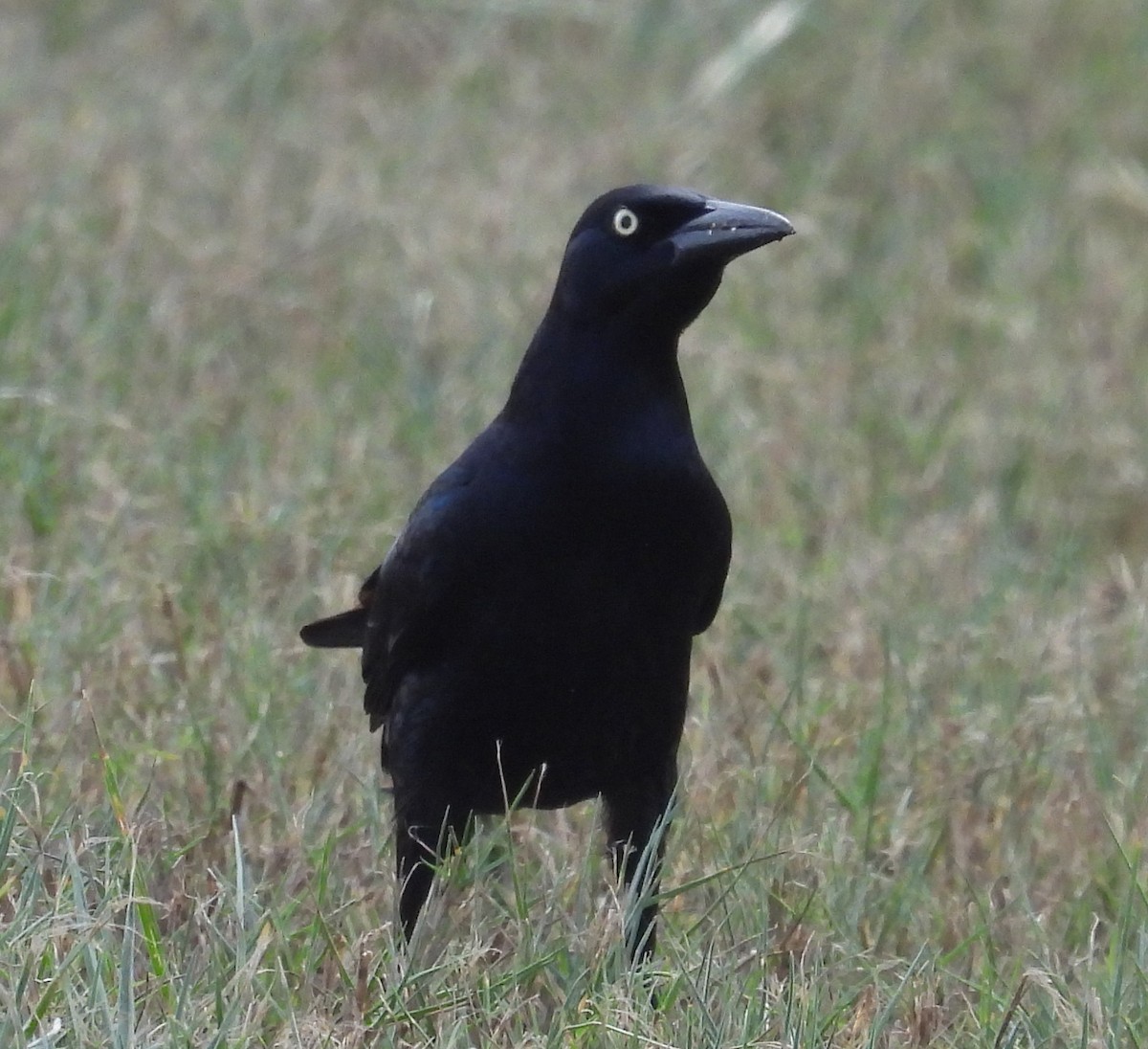 Great-tailed Grackle - ML646607452