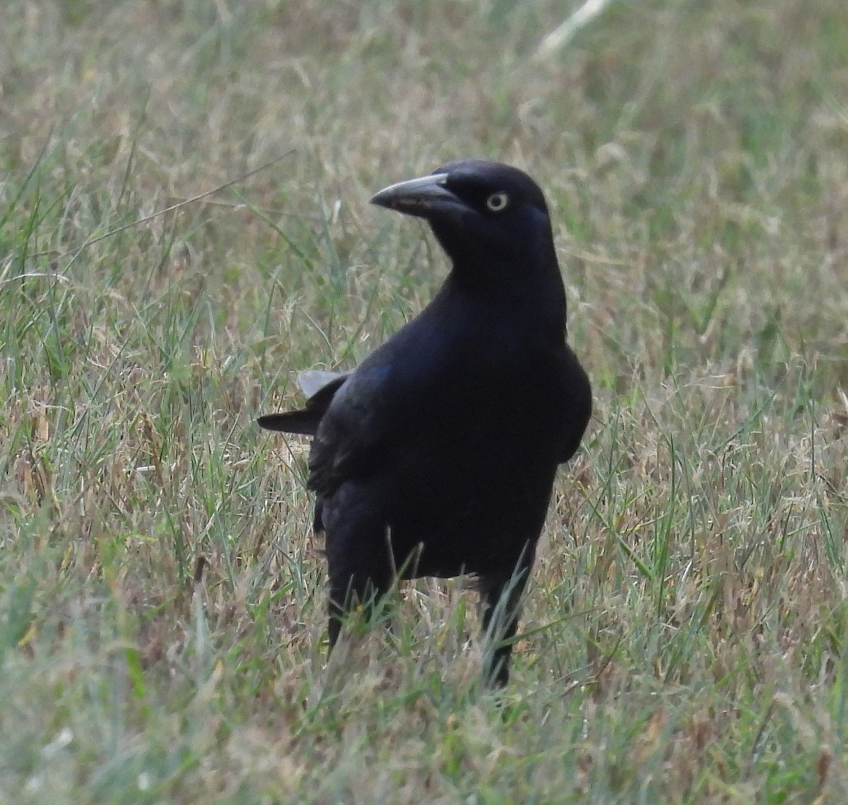 Great-tailed Grackle - ML646607454