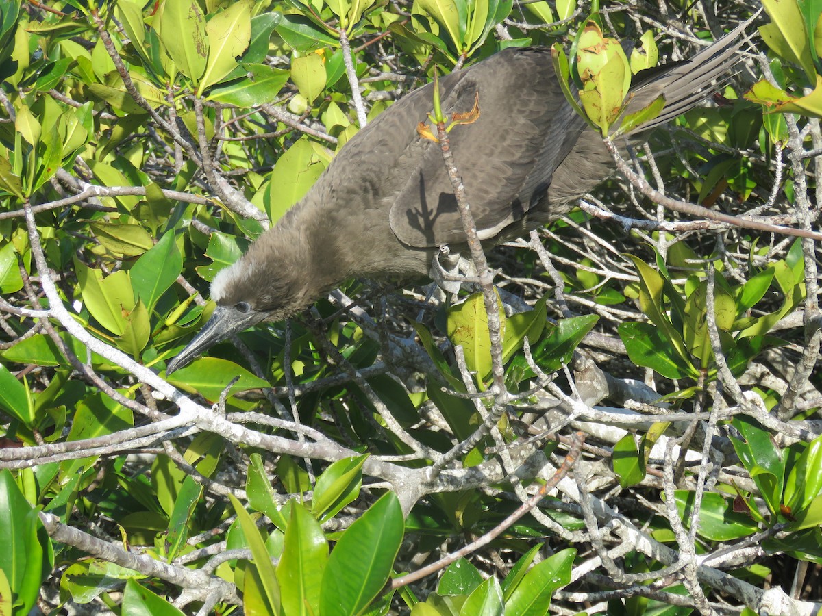 Red-footed Booby (Eastern Pacific) - ML646607455
