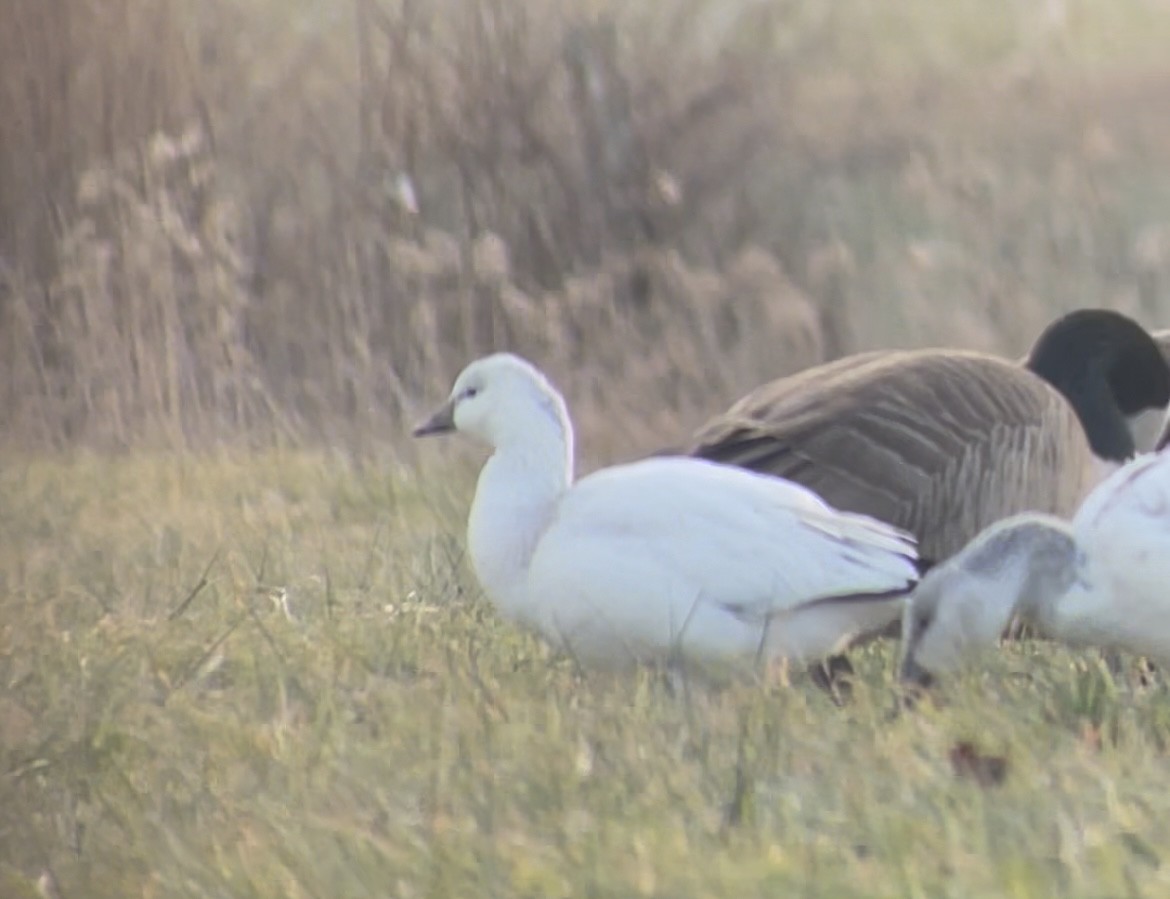 Ross's Goose - ML646607456