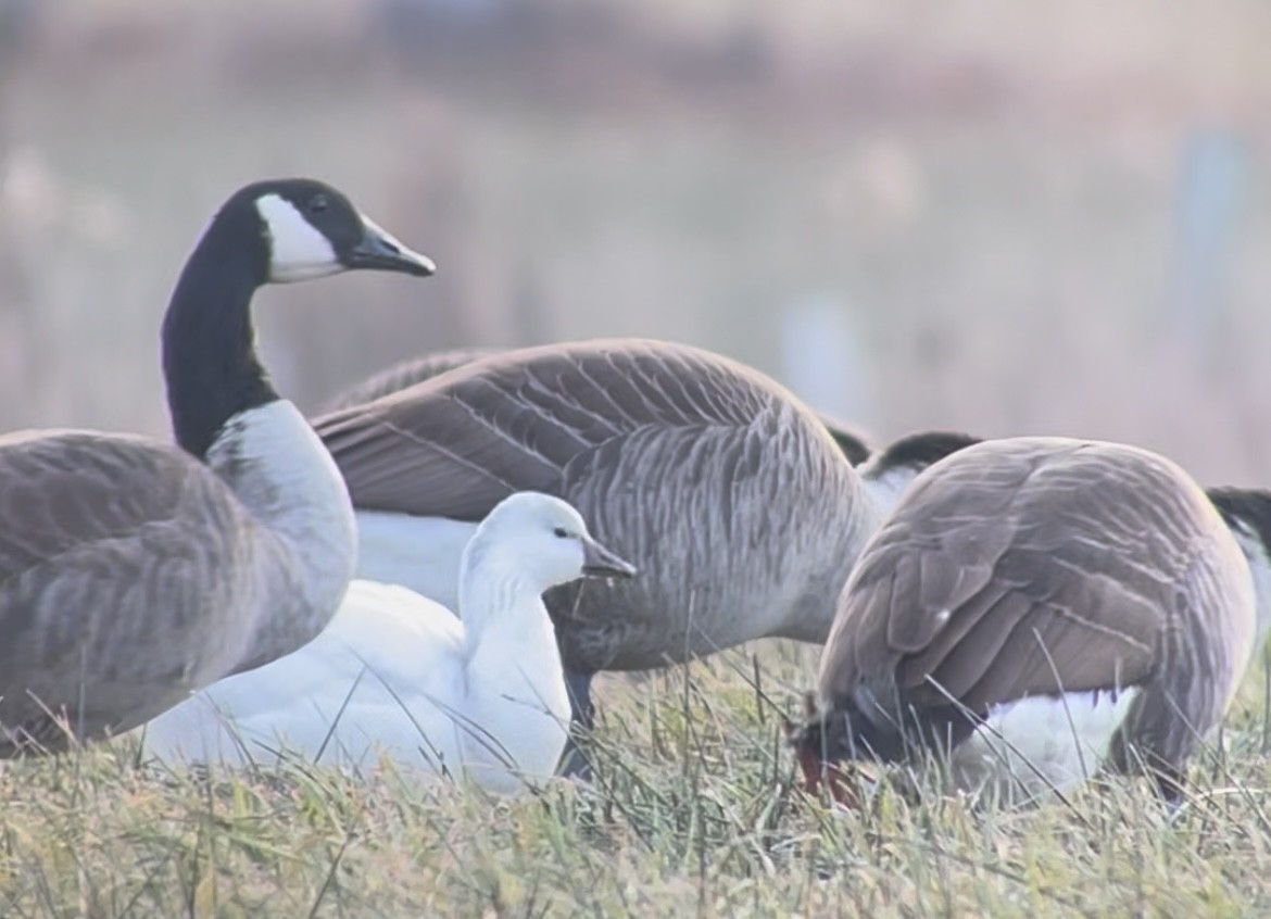 Ross's Goose - ML646607457