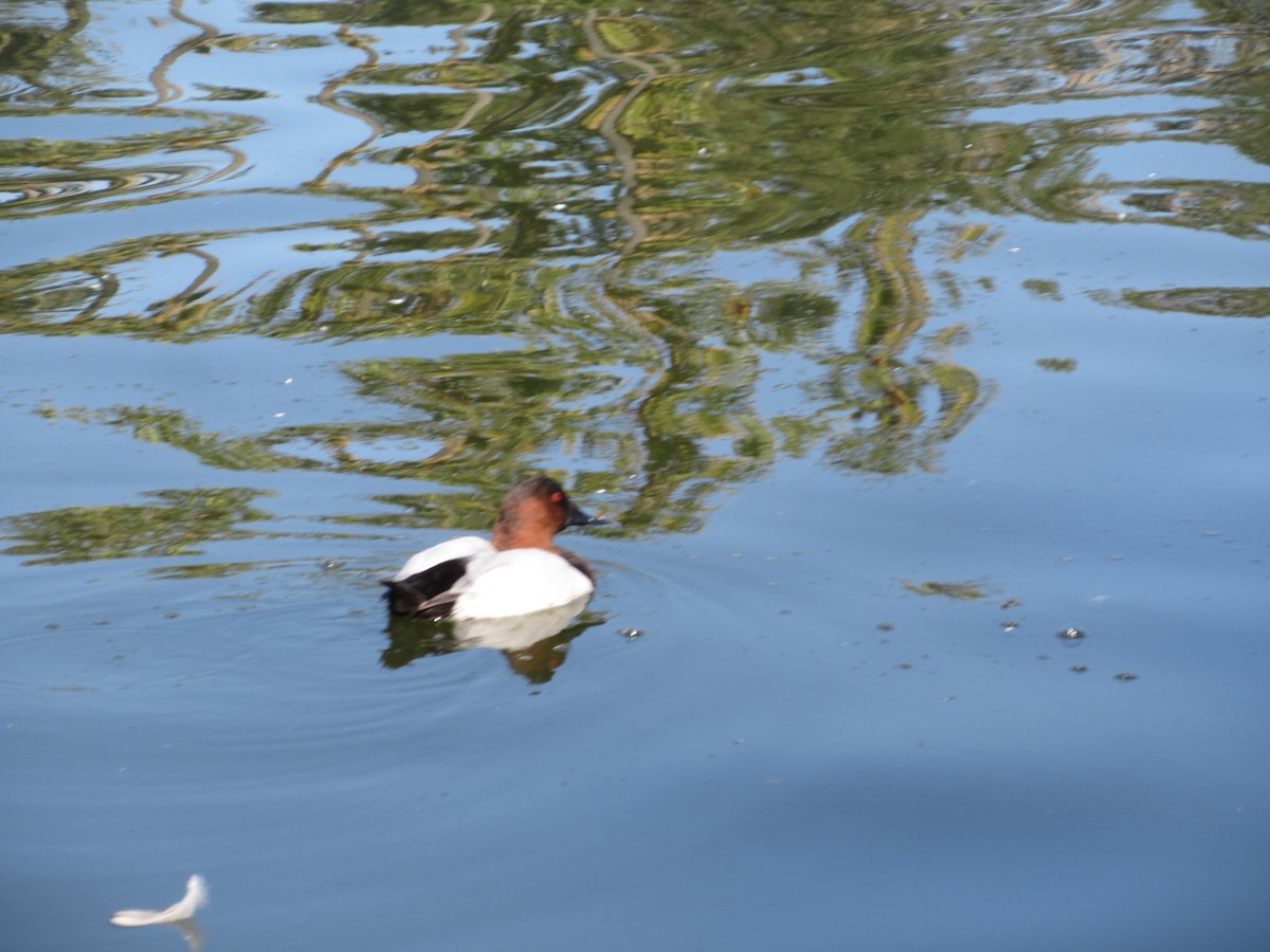 帆背潛鴨 - ML646607458