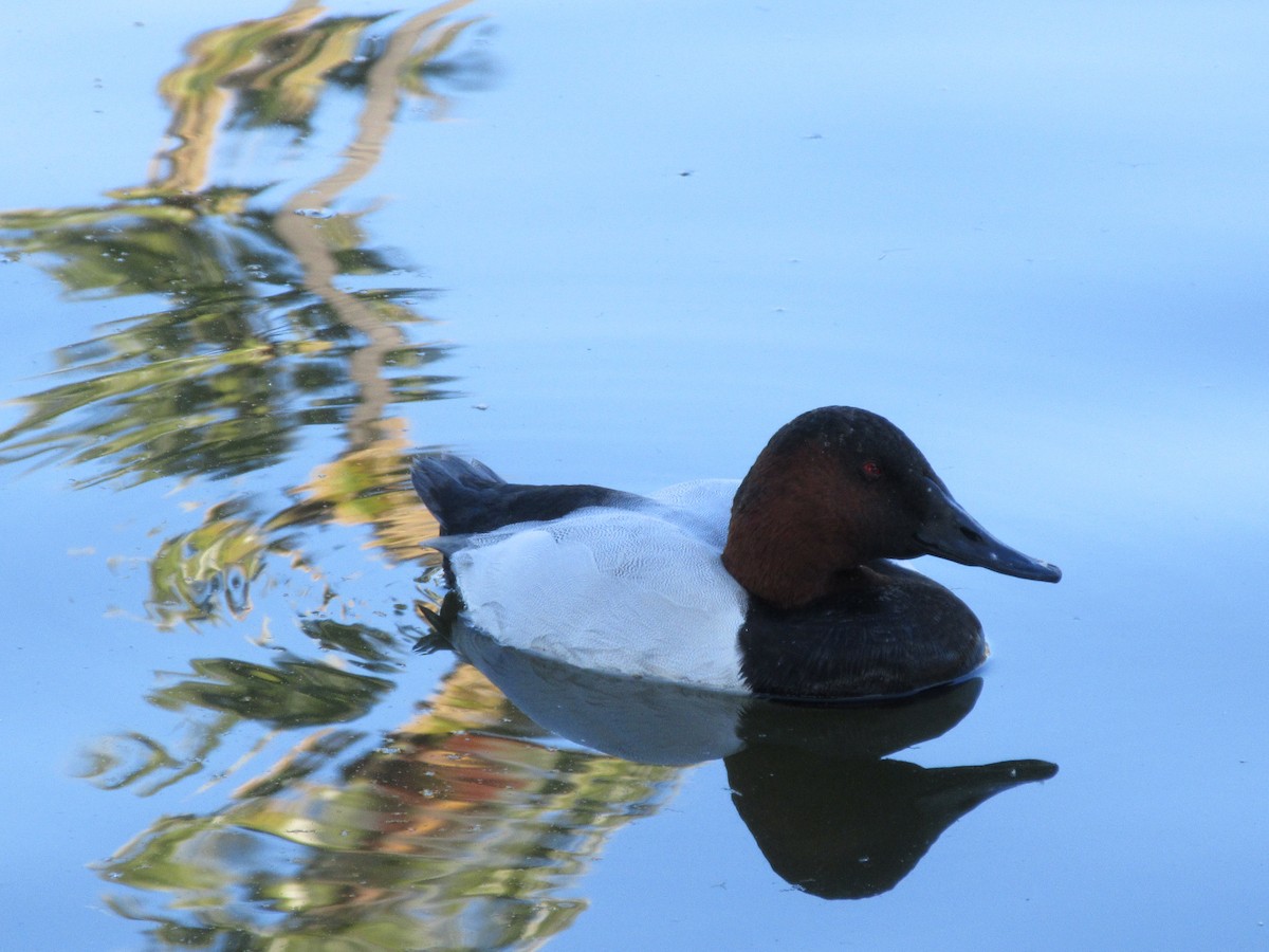 帆背潛鴨 - ML646607460