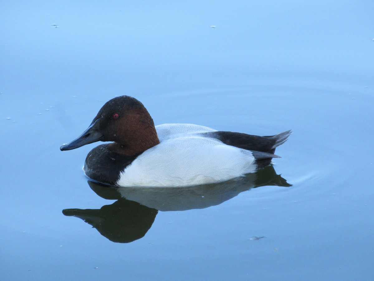 Canvasback - ML646607461