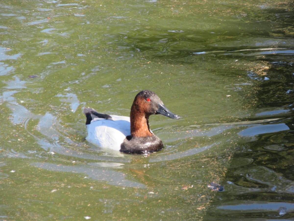 Canvasback - ML646607462