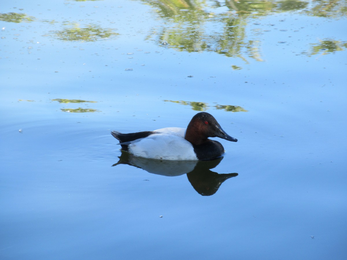 Canvasback - ML646607463