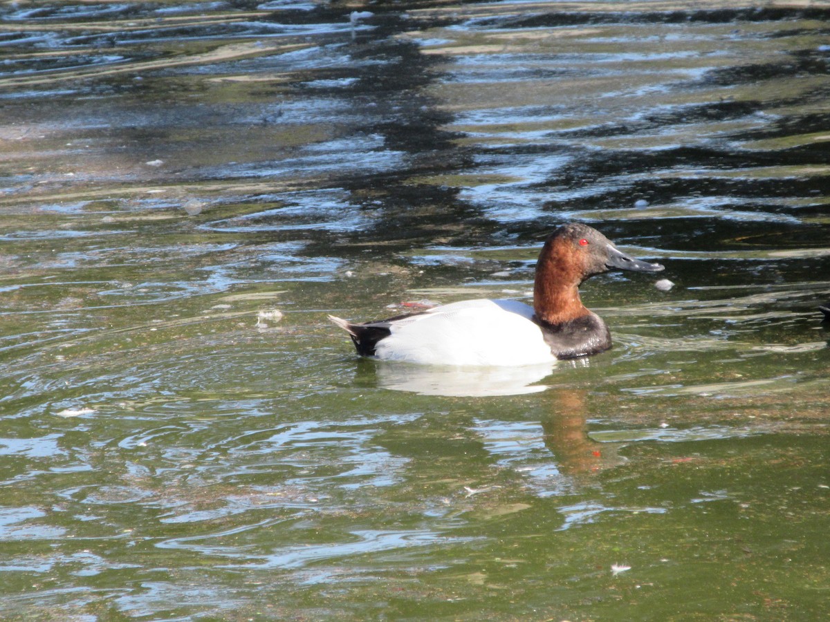 Canvasback - ML646607464