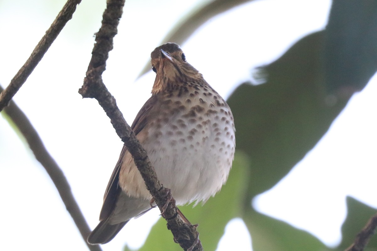 Swainson's Thrush - ML646607466
