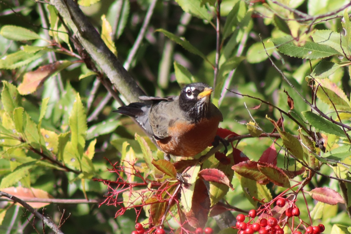 American Robin - ML646607467