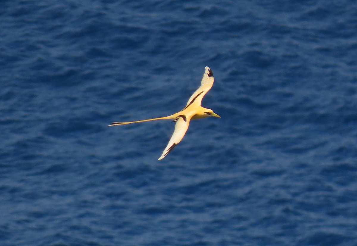 Phaéton à bec jaune (fulvus) - ML646607468