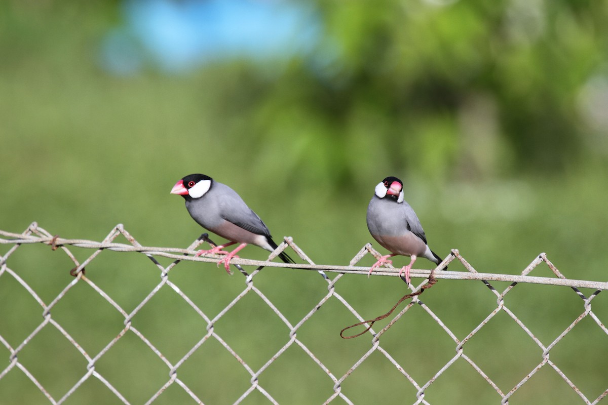 Java Sparrow - ML646607469