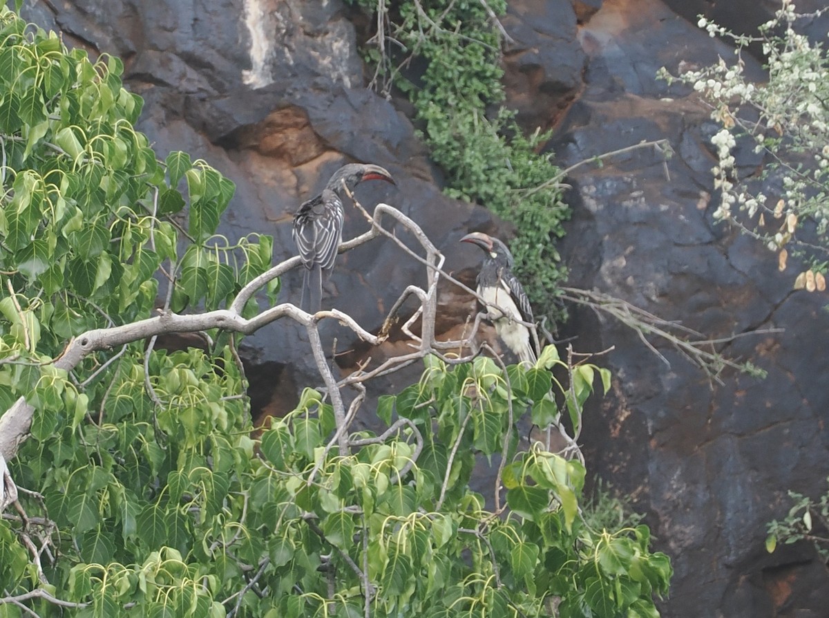 Hemprich's Hornbill - ML646607470