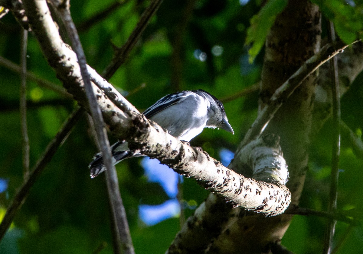 Black-capped Becard - ML646607471