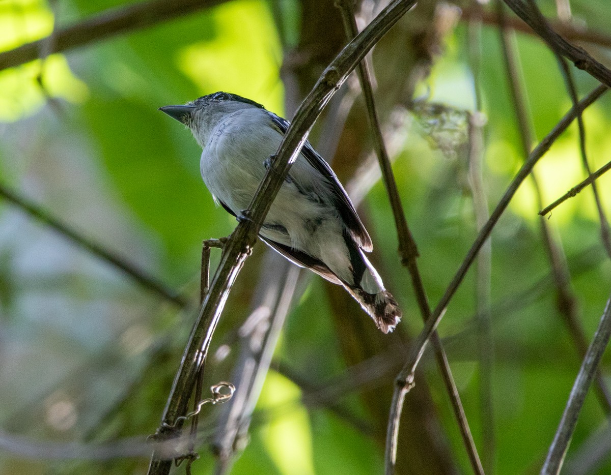 Black-capped Becard - ML646607472