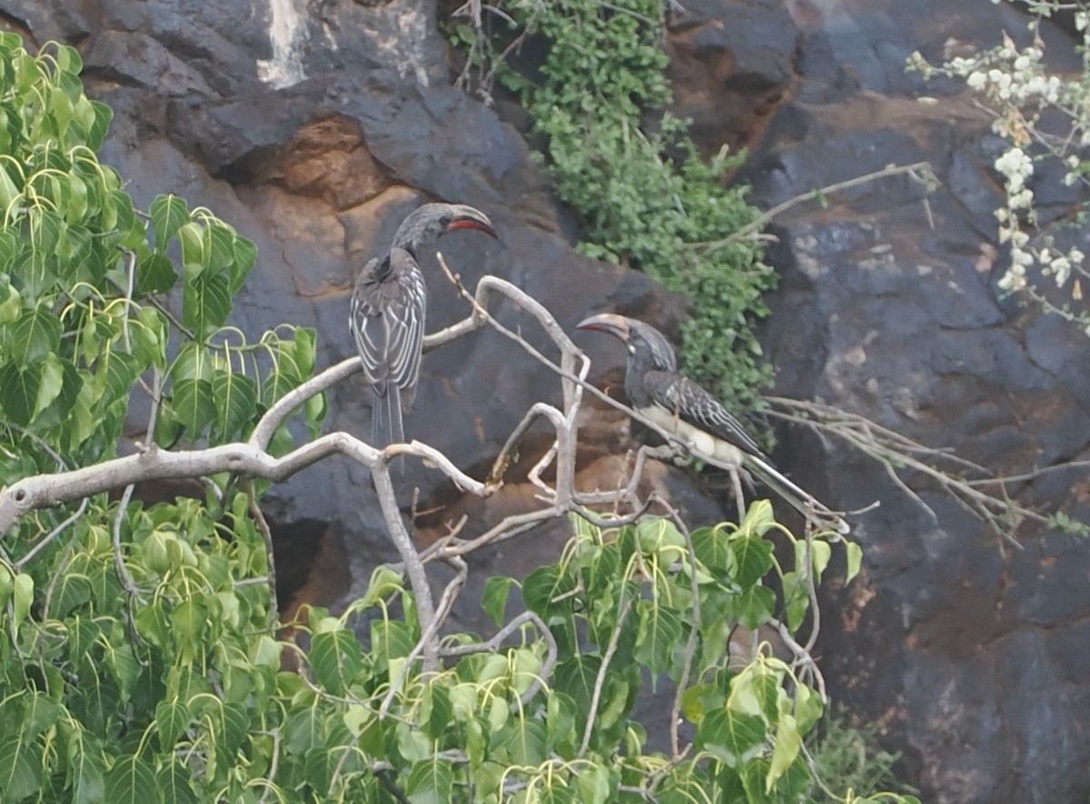 Hemprich's Hornbill - ML646607473