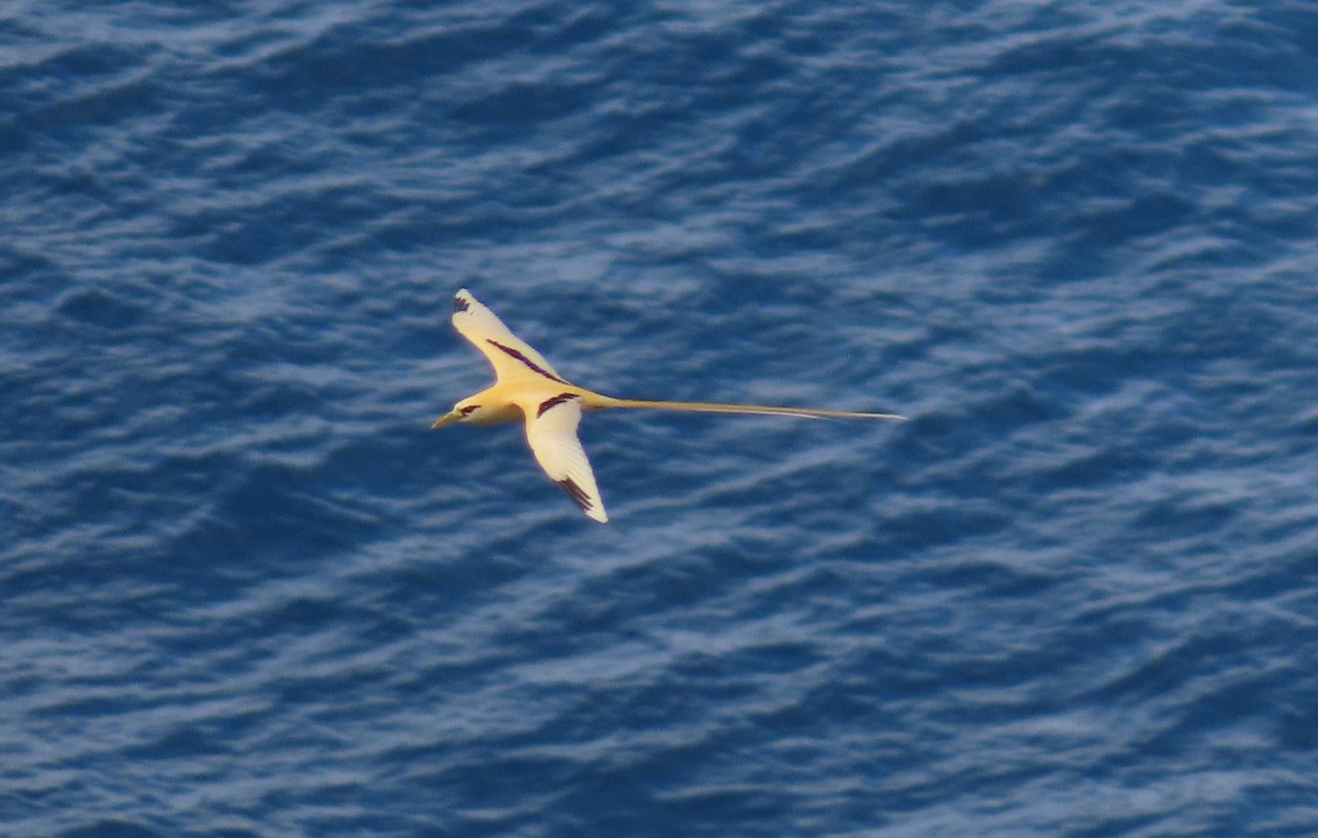 Phaéton à bec jaune (fulvus) - ML646607474