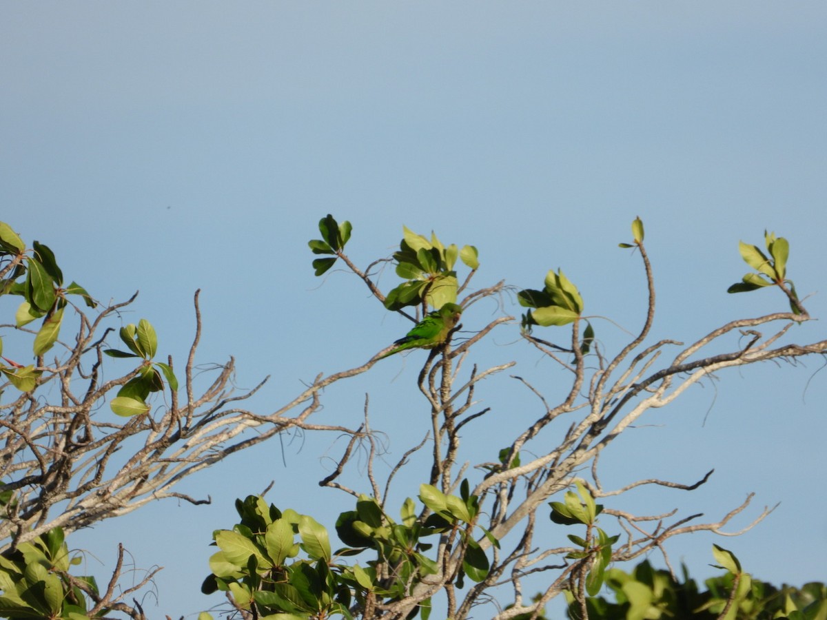 Olive-throated Parakeet - ML646607475
