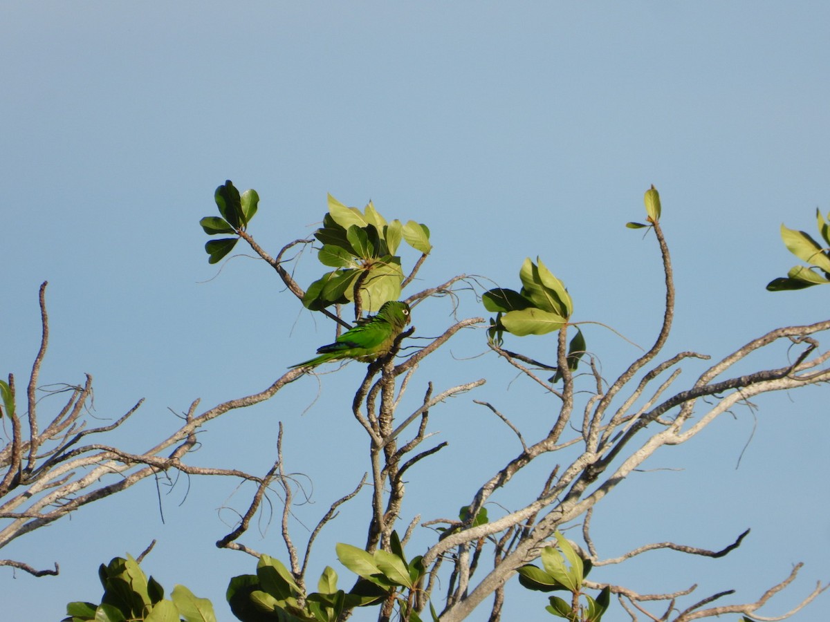 Olive-throated Parakeet - ML646607476
