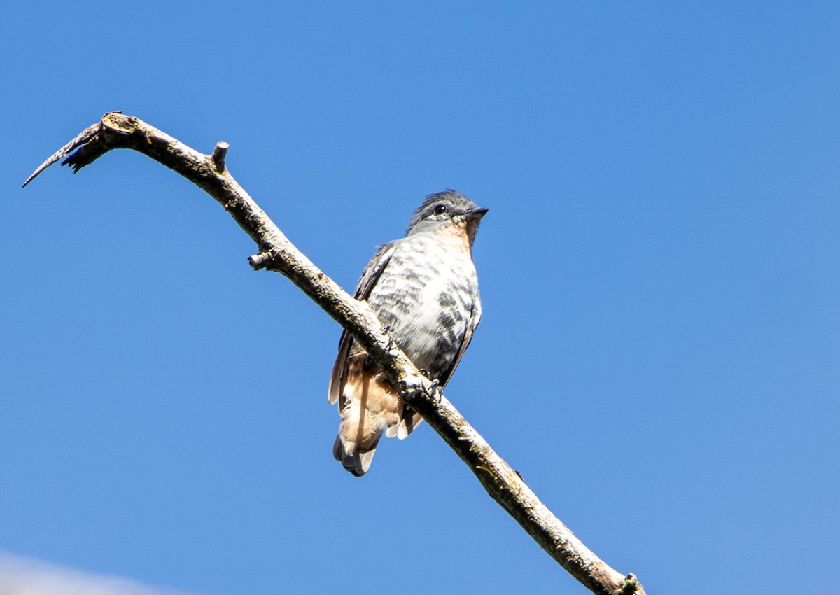 Buff-throated Purpletuft - ML646607477