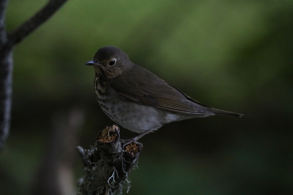 Swainson's Thrush - ML646607478