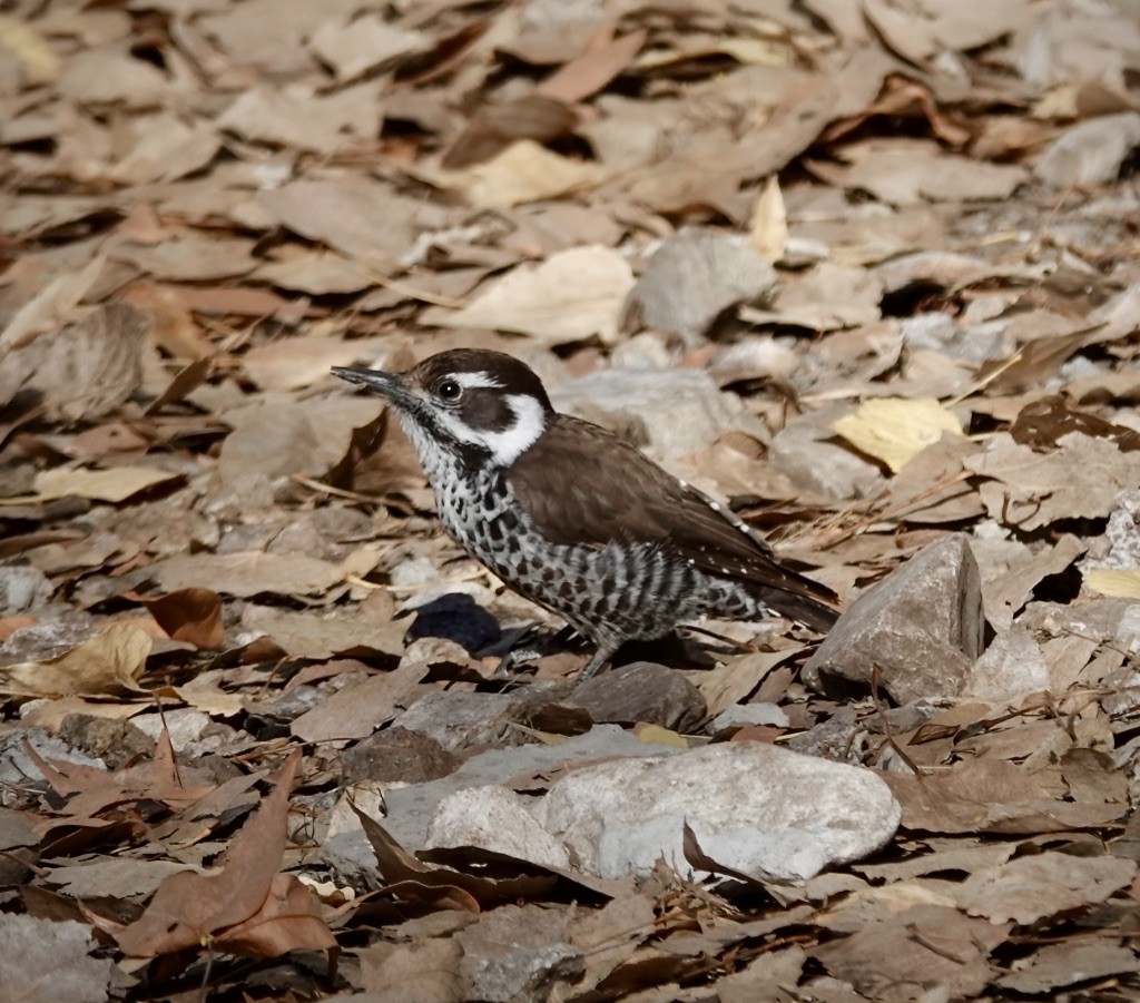 Arizona Woodpecker - ML646607479